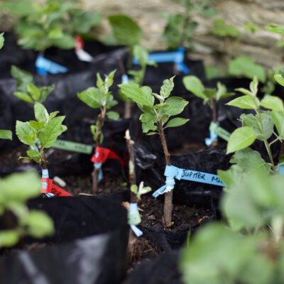 Grafted Scions